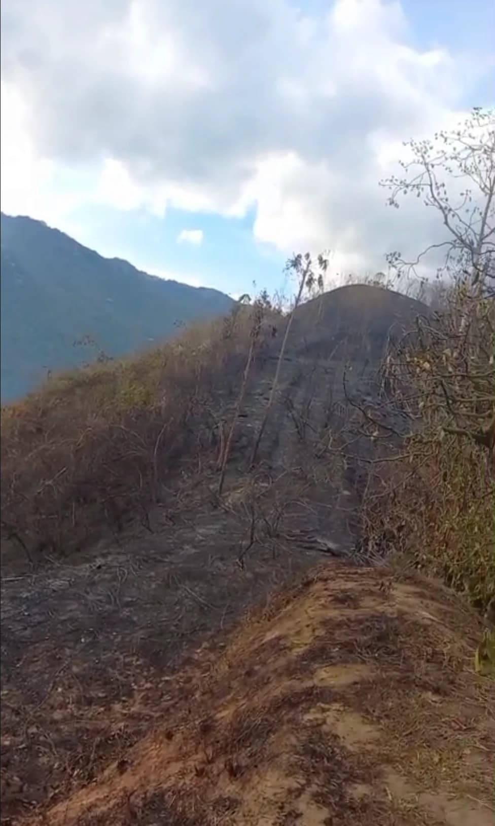 Incendio forestal en la vereda El Espartillal de Pijao ya está controlado