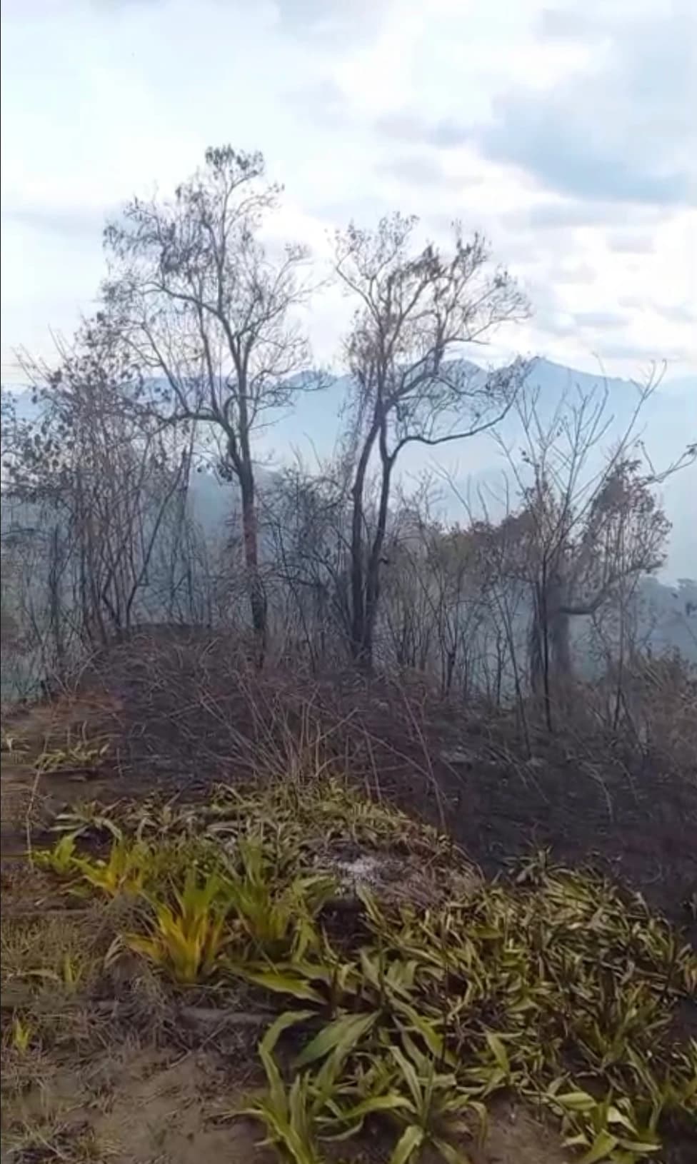 Incendio en la vereda La Maicena de Pijao amenazó viviendas: ya está controlado